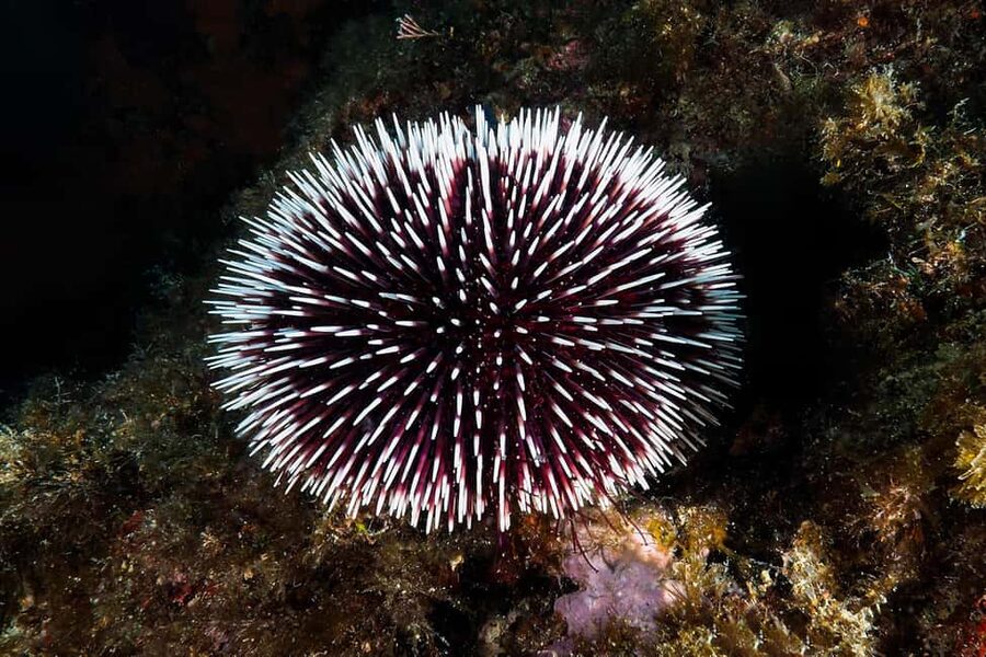 Catania: Scuba Diving Experience - Catania’s Lava Coast Underwater