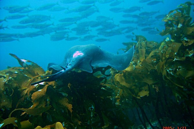 Cathedral Cove Dive & Snorkel- Marine Reserve specialised trips - Who should book this Hahei snorkel trip