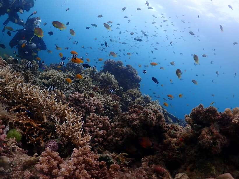 Cebu: Beach Scuba Diving Experience - The underwater session and what you might see