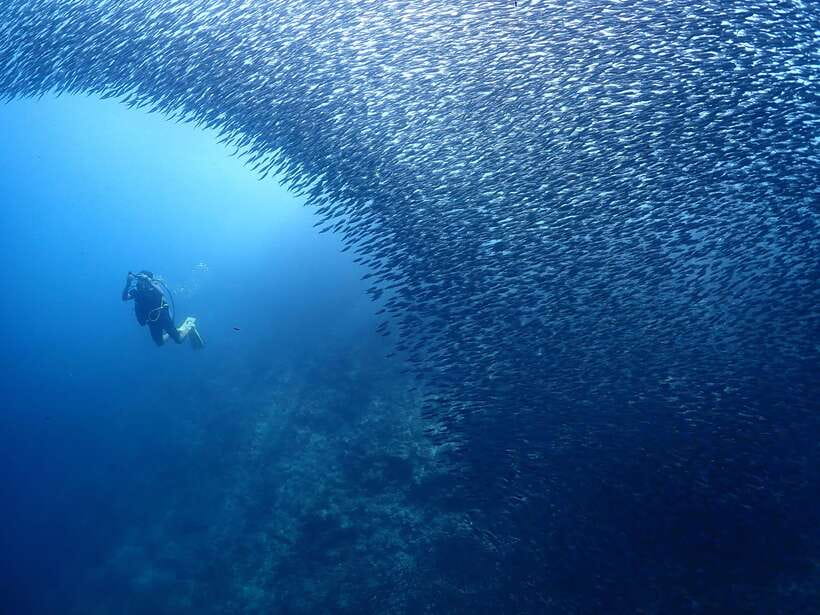 Cebu: Beach Scuba Diving Experience - Who will get the most from this experience?