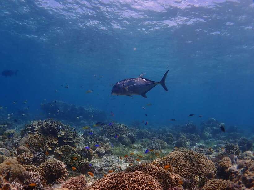 Cebu: Boat Diving Two Dive Tour in Olango Island - GoPro photos and videos without an extra package
