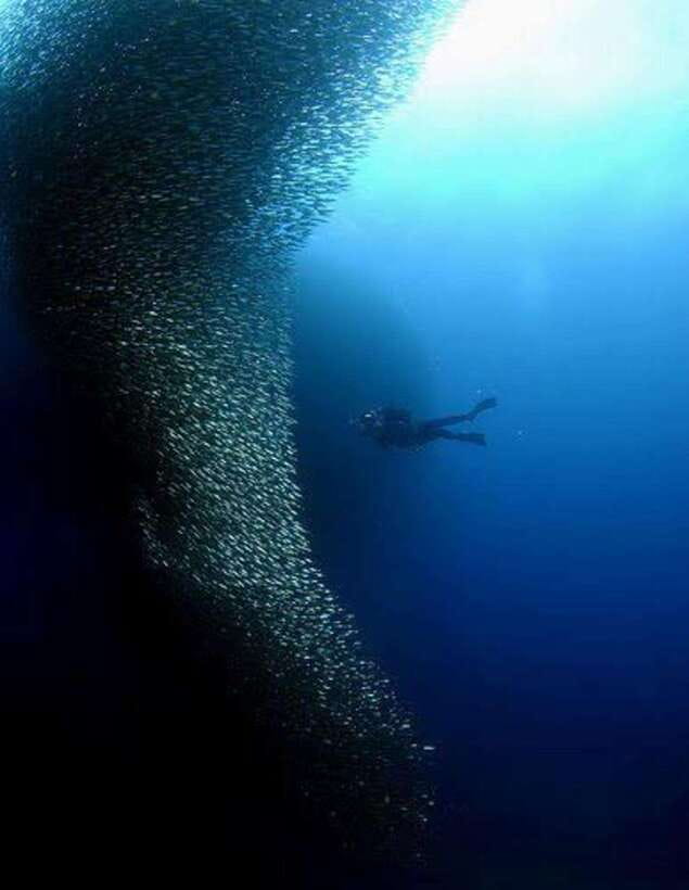 Cebu: Moalboal Scuba Diving, Sardines Run & Pescador Snorkel - The sardine wall off Moalboal