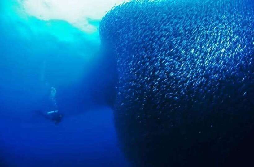 Cebu: Moalboal Scuba Diving, Sardines Run & Pescador Snorkel - What the underwater session feels like