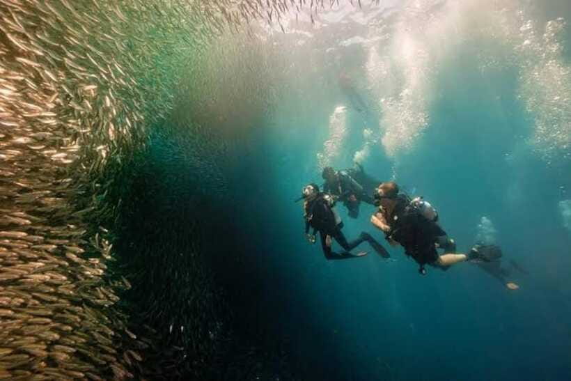 Cebu: Moalboal Scuba Diving, Sardines Run & Pescador Snorkel - Equipment, guides, and communication