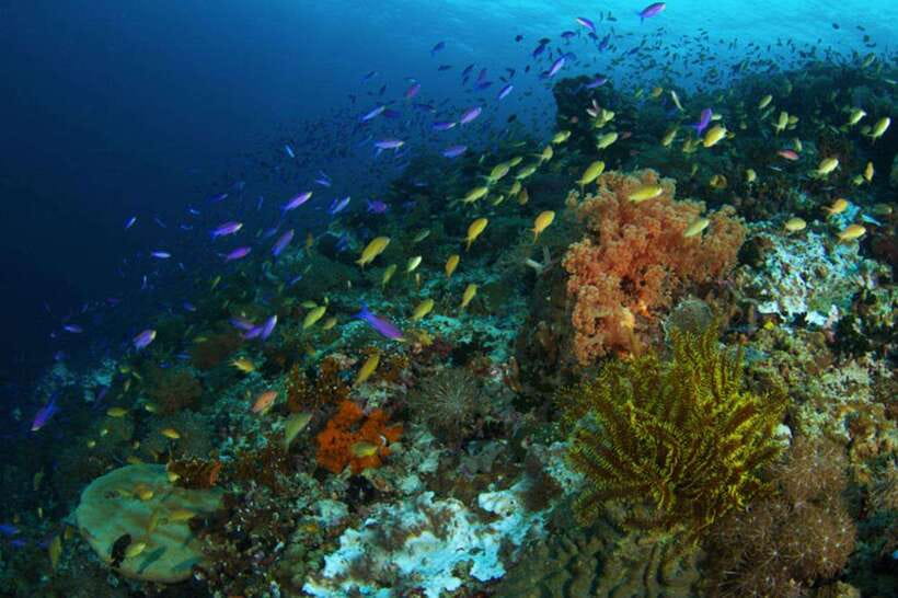 Cebu: Moalboal Scuba Diving, Sardines Run & Pescador Snorkel - Is $133 good value?
