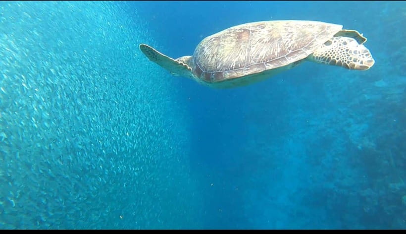 Cebu: Moalboal Scuba Diving, Sardines Run & Pescador Snorkel - How to prepare for a better day