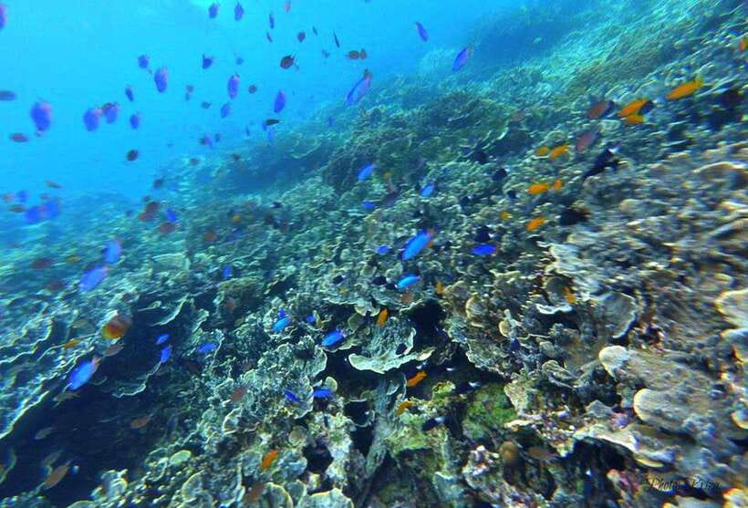 Cebu: Moalboal Scuba Diving, Sardines Run & Pescador Snorkel - Should you book the Moalboal sardine run?