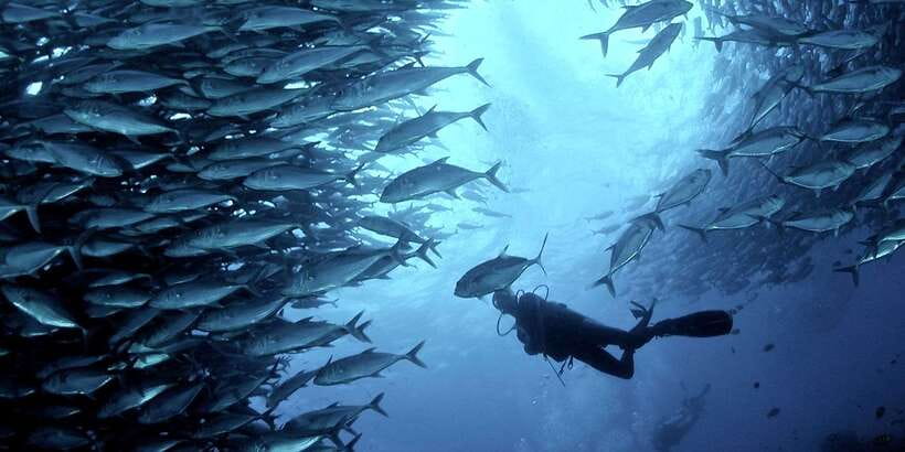 Cebu: Moalboal Scuba Diving with Sardines and Turtle Snorkel - Pescador Island and the reef question