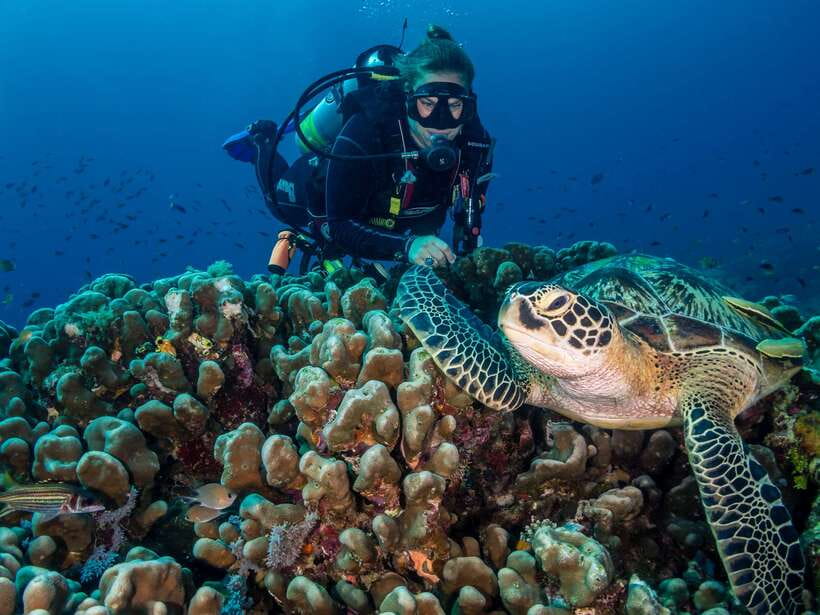 Cebu: Moalboal Scuba Diving with Sardines and Turtle Snorkel - A full day from Cebu, with handoffs along the way