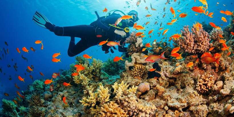 Cebu: Moalboal Scuba Diving with Sardines and Turtle Snorkel - Timing, weather, and practical preparation