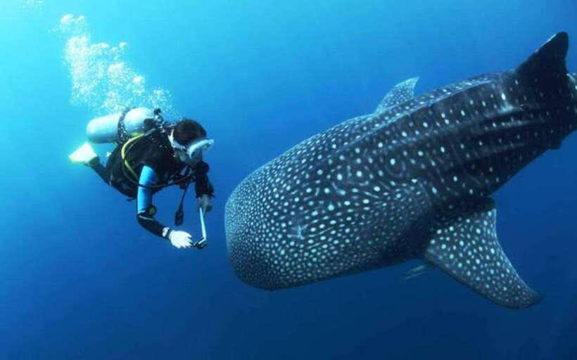 Cebu: Oslob Whaleshark Scuba Diving & Sumilon Sanctuary - Meeting the whale sharks in Oslob