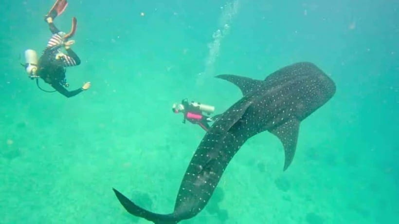 Cebu: Oslob Whaleshark Scuba Diving & Sumilon Sanctuary - Breakfast and the short river-boat transfer