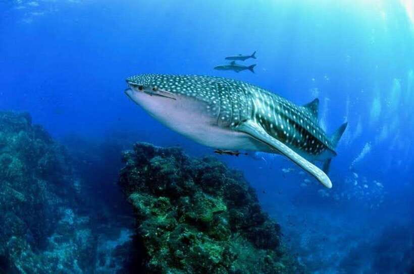 Cebu: Oslob Whaleshark Scuba Diving & Sumilon Sanctuary - What the guides and driver add to the day