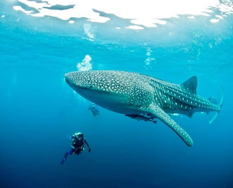 Cebu: Oslob Whaleshark Scuba Diving & Sumilon Sanctuary - Is $251 a fair price?