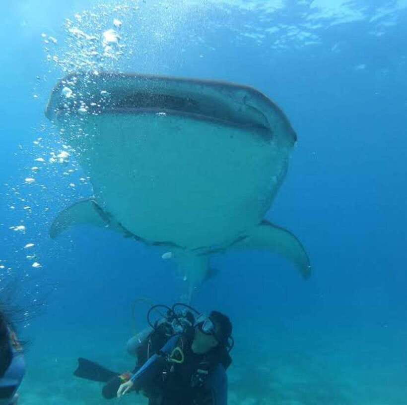 Cebu: Oslob Whaleshark Scuba Diving & Sumilon Sanctuary - Who should book this Cebu excursion?