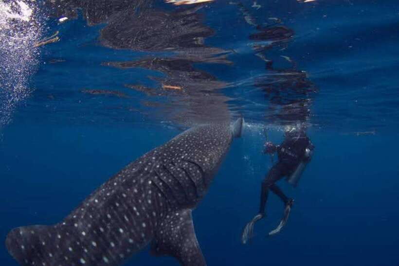 Cebu: Oslob Whaleshark Scuba Diving & Sumilon Sanctuary - Booking advice for a smoother day