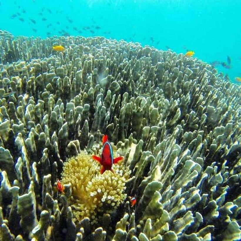 Cebu: Oslob Whaleshark Scuba Diving & Sumilon Sanctuary - Should you book it?