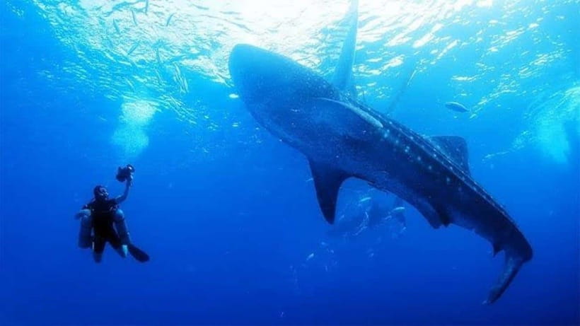 Cebu: Oslob Whaleshark Scuba Diving & Sumilon Sanctuary - Sumilon Sanctuary and its coral gardens