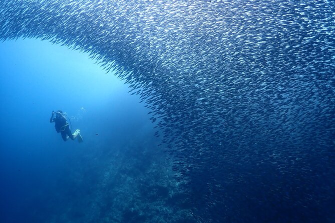 Cebu: Scuba Diving Experience beach entry in Mactan - Free underwater photos and videos