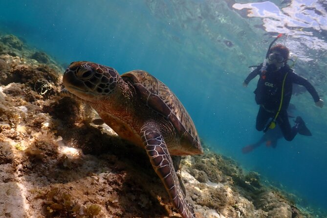 Cebu: Scuba Diving Experience beach entry in Mactan - From Nalu Dive Kontiki Marina to the water