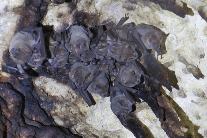 Cenotes diving Dos Ojos and The Bat Cave - The morning schedule from pickup to the second session
