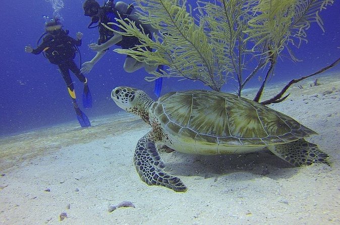 Certified 2-Tank Scuba Diving Tour from Montego Bay - Two underwater sites, four kinds of scenery