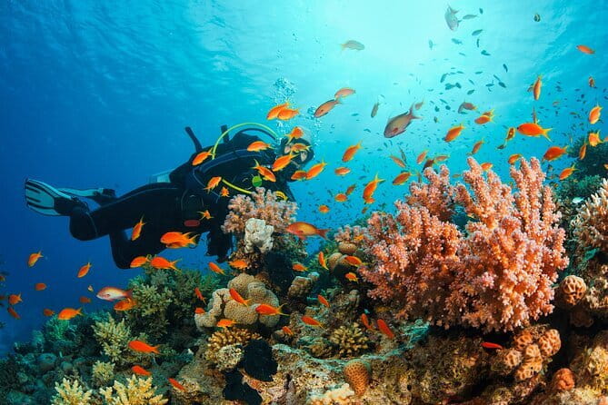 Certified and Beginner Scuba Diving from Pattaya - Key points to know before booking