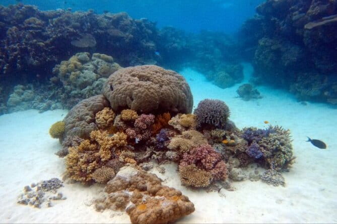 Certified and Beginner Scuba Diving from Pattaya - A full day beneath Pattaya’s surface