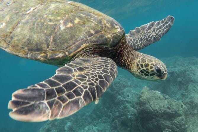 Certified and Beginner Scuba Diving from Pattaya - Choosing among five Pattaya-area sites