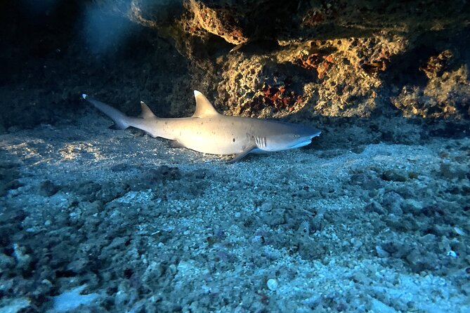 Certified Diver: 2-Tank Deep Wreck and Shallow Reef Dive Off Oahu - Second stop: a shallow reef near Honolulu