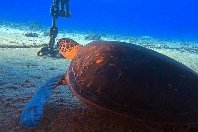 Certified Diver: 2-Tank Deep Wreck and Shallow Reef Dive Off Oahu - Who should book this outing?