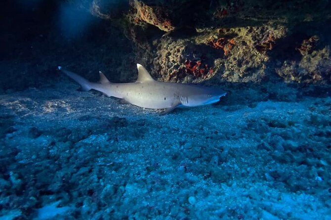 Certified Diver: 2-Tank Night Dive - From Kewalo Basin to the first descent