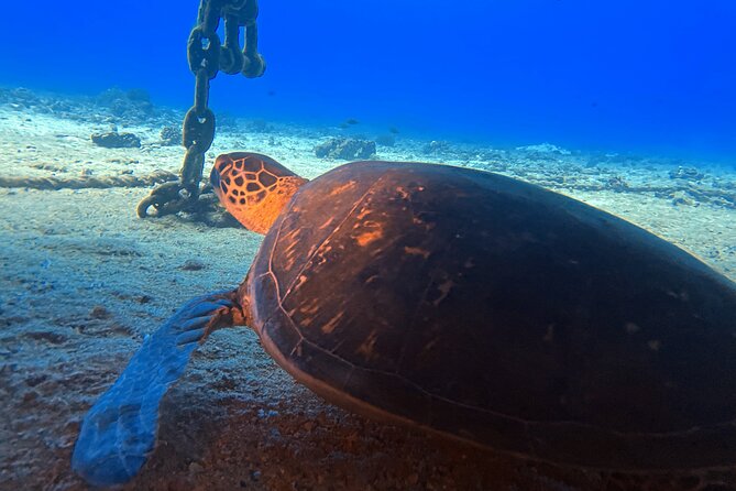 Certified Diver: 2-Tank Night Dive - Who should book this nighttime outing?