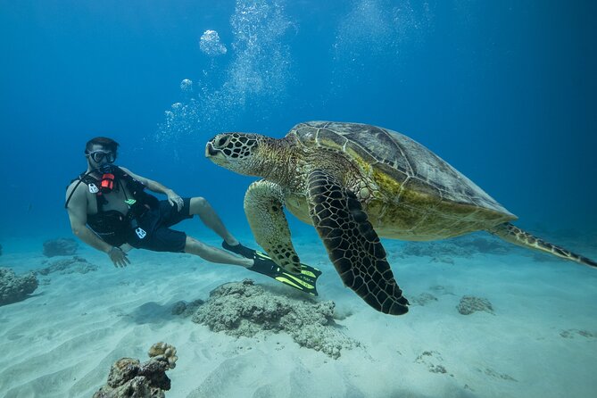 Certified Diver: 2-Tank Shallow Reef Dives off Oahu - What makes this Oahu scuba trip worth considering