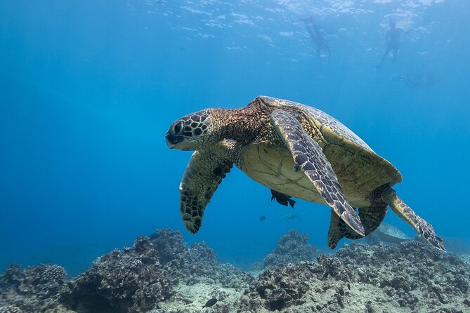 Certified Diver: 2-Tank Shallow Reef Dives off Oahu - Why the crew matters underwater