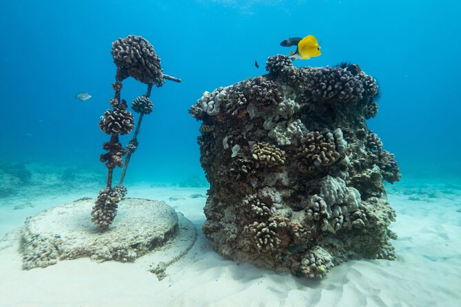 Certified Diver: 2-Tank Shallow Reef Dives off Oahu - Should you book this Oahu reef outing?
