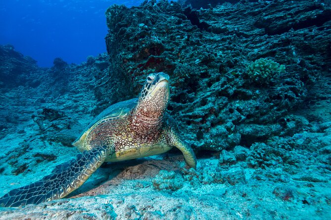 Certified Diver: 2-Tank Shallow Reef Dives off Oahu - The second reef, with more room to explore