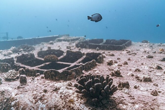Certified Divers: Best 2-Tank Wrecks & Reef Boat Dive All Inclusive From Waikiki - Timing, weather, and cancellation terms