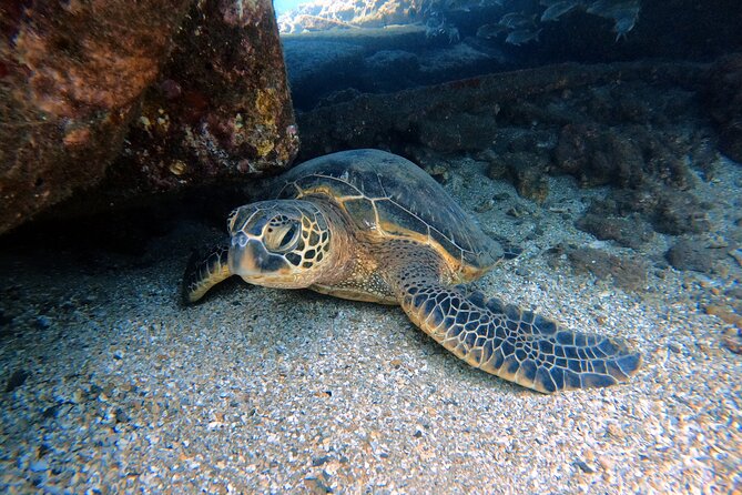Certified Divers! Scuba dive the Ka'anapali Coast and more! - Key points to know before booking