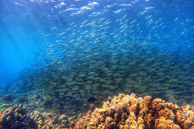 Certified Divers! Scuba dive the Ka'anapali Coast and more! - What the two-hour Maui outing is really like