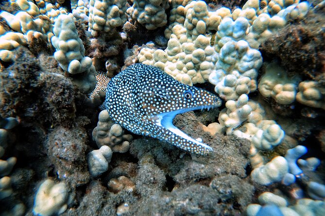 Certified Divers! Scuba dive the Ka'anapali Coast and more! - Why the guide makes a difference