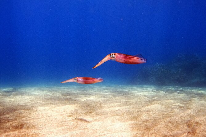 Certified Divers! Scuba dive the Ka'anapali Coast and more! - Equipment, certification, and recent experience