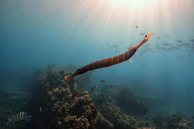 Certified Divers! Scuba dive the Ka'anapali Coast and more! - Is $169 a fair price?