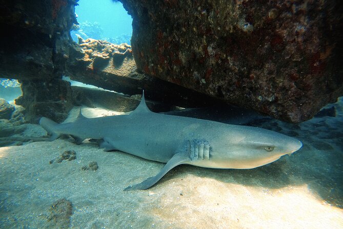 Certified Divers! Scuba dive the Ka'anapali Coast and more! - Reef life from turtles to tiny nudibranchs