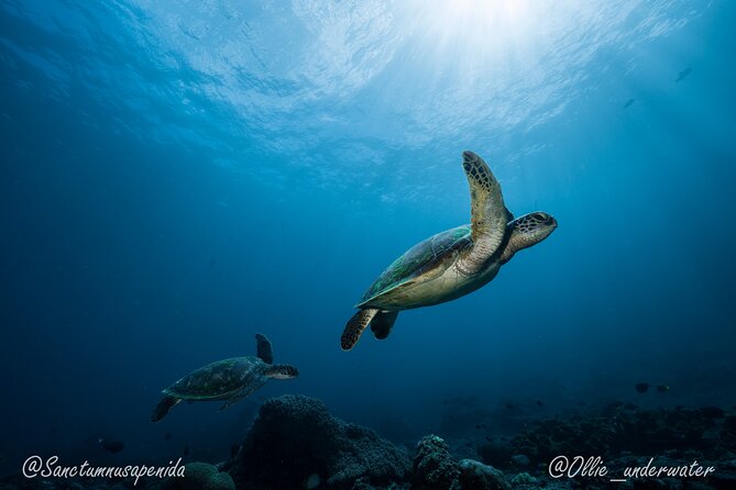 Certified Scuba Dive with Manta Rays (Open Water Diver minimum) - Who should book this Nusa Penida outing