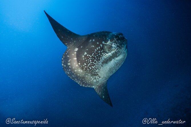 Certified Scuba Dive with Manta Rays (Open Water Diver minimum) - Crystal Bay gives you a second underwater setting