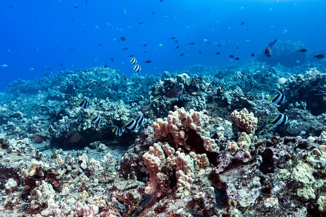 Certified Scuba Diving Along Two Shallow Reef Sites - Meeting the boat at Maunalua Bay Beach Park
