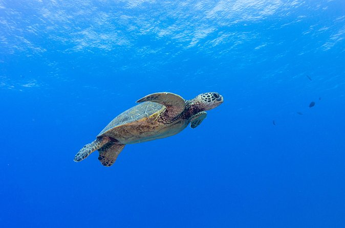 Certified Scuba Diving Along Two Shallow Reef Sites - How the different experience groups work