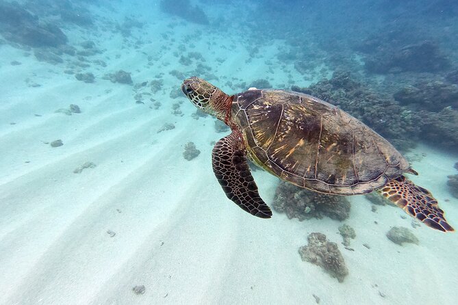 Certified Scuba Diving Experience in Honolulu - Why This Kailua Charter Is A Good Fit For Experienced Divers