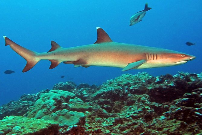 Certified Scuba Diving with Whitetip Marine Adventures team - Marine life from turtles to moray eels